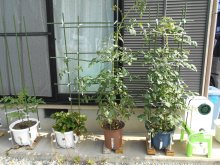 楽水鉢3 4鉢接続写真 追加で、4鉢接続した栽培風景